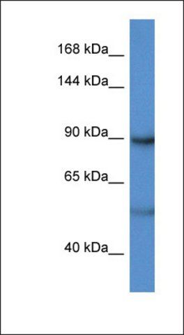 Anti-LPIN2 antibody produced in rabbit