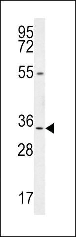 ANTI-LRC18 (C-TERMINAL) antibody produced in rabbit