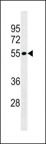 ANTI-LRRIQ4(N-TERMINAL) antibody produced in rabbit