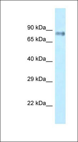 Anti-LRRFIP1 antibody produced in rabbit