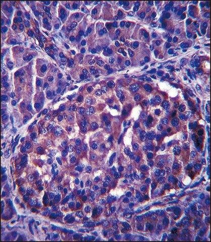 ANTI-LRRN4 (C-TERM) antibody produced in rabbit