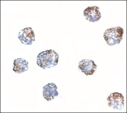 Anti-MATN3 antibody produced in rabbit