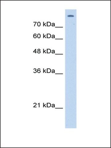 Anti-MATR3 antibody produced in rabbit