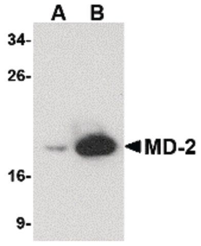 Anti-MD-2 antibody produced in rabbit