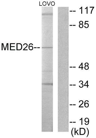 Anti-MED26 antibody produced in rabbit