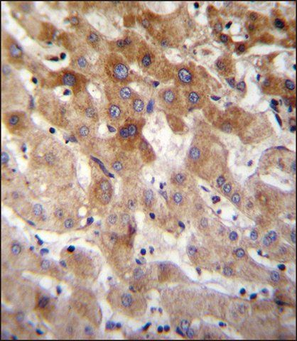 ANTI-MBTD1 (C-TERM) antibody produced in rabbit