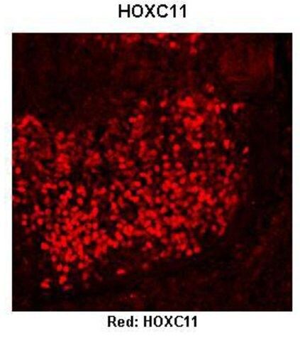 Anti-HOXC11 (AB2) antibody produced in rabbit