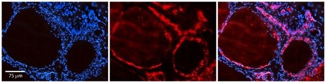 Anti-ID1 antibody produced in rabbit