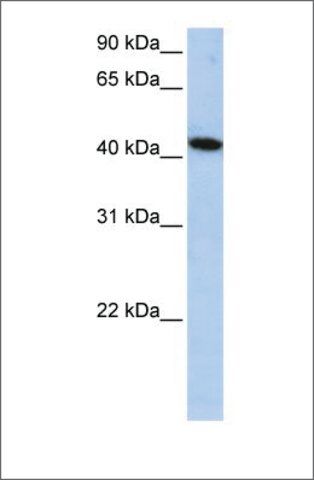 Anti-ICA1L antibody produced in rabbit