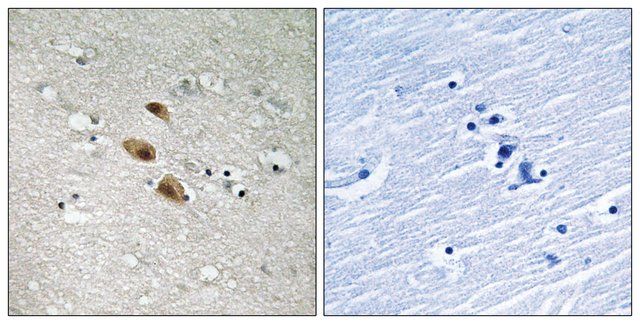 Anti-IRF-3 antibody produced in rabbit