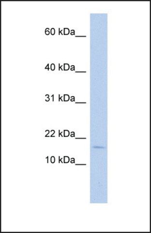 Anti-ISCA2 antibody produced in rabbit
