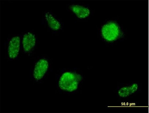 Anti-IRX2 antibody produced in mouse