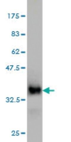 ANTI-ISL1 antibody produced in mouse