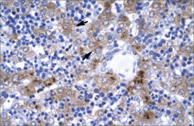 Anti-ISGF3G antibody produced in rabbit