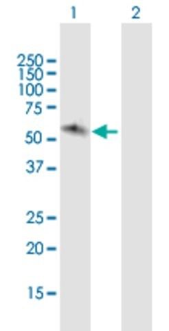 Anti-JRK antibody produced in mouse