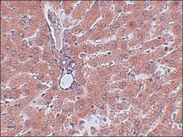 Anti-JMJD5 antibody produced in rabbit