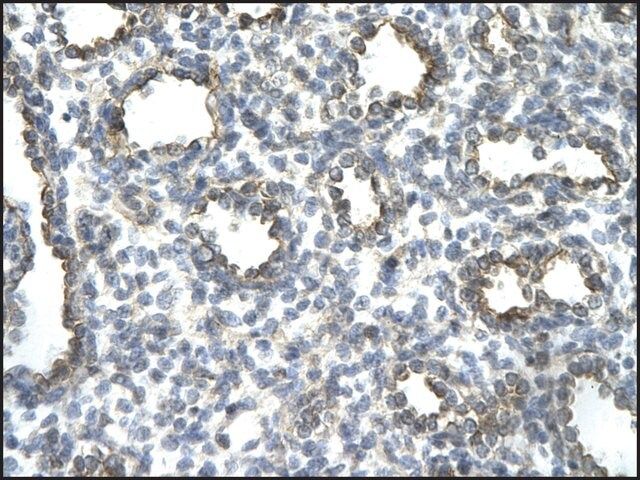 Anti-JUN (AB3) antibody produced in rabbit