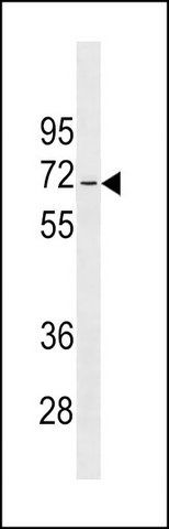 ANTI-JRKL (C-TERM) antibody produced in rabbit