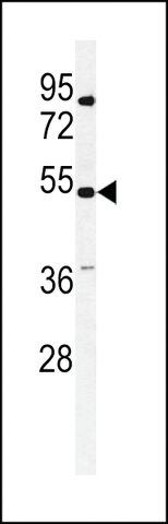 ANTI-KCNG3 (N-TERMINAL) antibody produced in rabbit