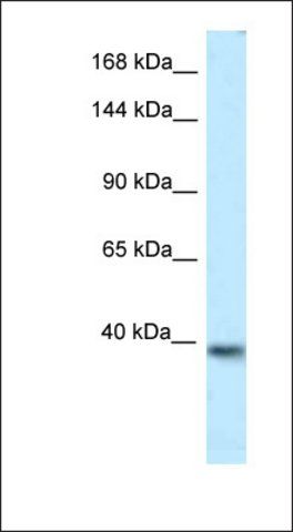 Anti-KCNQ2 antibody produced in rabbit