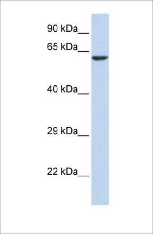 Anti-KCNV1 antibody produced in rabbit