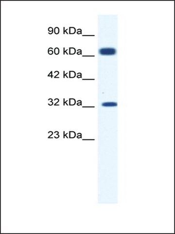 Anti-KCNN1 antibody produced in rabbit
