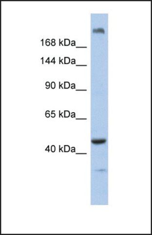 Anti-KIAA0284, (N-terminal) antibody produced in rabbit