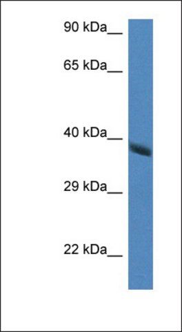 Anti-HAO2 antibody produced in rabbit