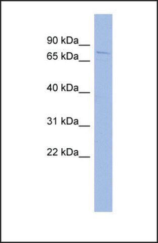 Anti-HDX antibody produced in rabbit