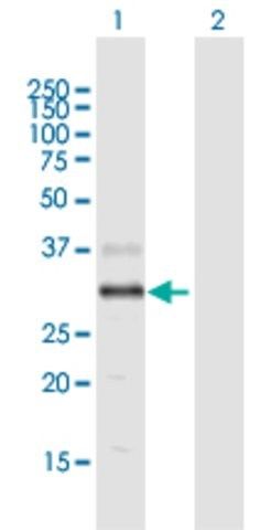 Anti-DGAT2L4 antibody produced in mouse