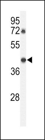 ANTI-DDX39 (CENTER Y265) antibody produced in rabbit