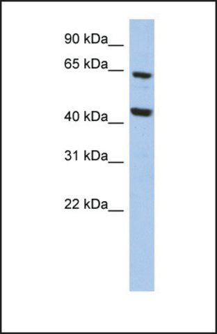 Anti-EFHA2, (N-terminal) antibody produced in rabbit