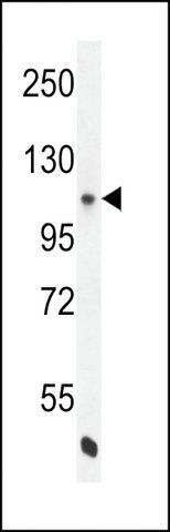 ANTI-ENOS (S1177) antibody produced in rabbit