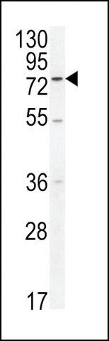 ANTI-ENTHD1(N-TERMINAL) antibody produced in rabbit