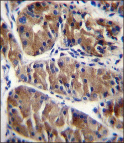 ANTI-ENOX2 (N-TERM) antibody produced in rabbit