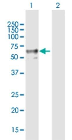 Anti-ENTPD2 antibody produced in mouse