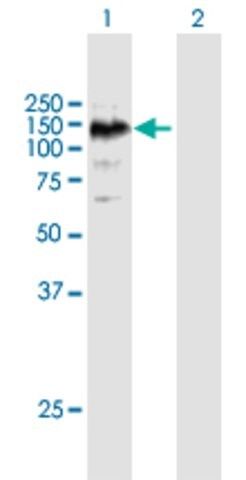 Anti-EPHA6 antibody produced in mouse