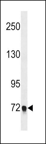ANTI-EPB41L5 (CENTER) antibody produced in rabbit