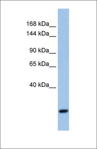Anti-FBXW10 (ab1) antibody produced in rabbit