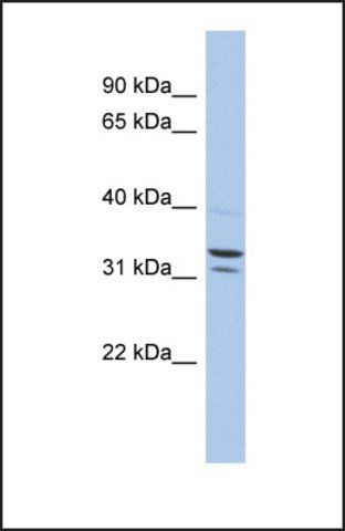 Anti-FAM92B, (N-terminal) antibody produced in rabbit