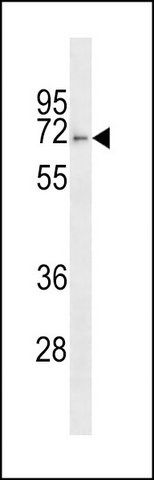 ANTI-FBXO46 (C-TERM) antibody produced in rabbit