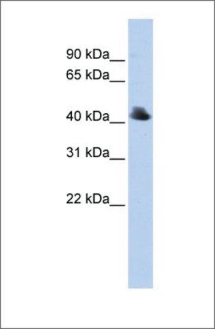 Anti-FBXO4 antibody produced in rabbit