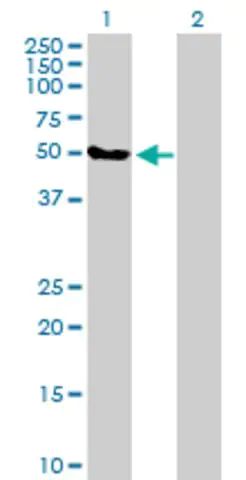Anti-FBXO38 antibody produced in mouse