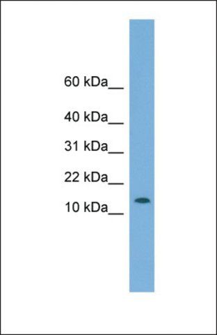 Anti-CHCHD1, (N-terminal) antibody produced in rabbit