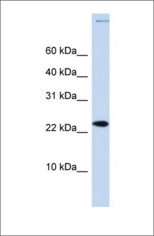 Anti-CHRAC1 (ab1) antibody produced in rabbit