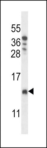 ANTI-CHCH8(C-TERMINAL) antibody produced in rabbit