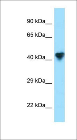 Anti-CPO antibody produced in rabbit