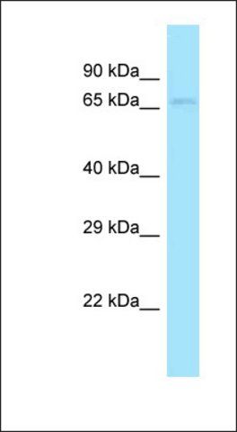 Anti-DBF4 antibody produced in rabbit