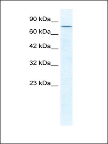 Anti-DDX23 antibody produced in rabbit