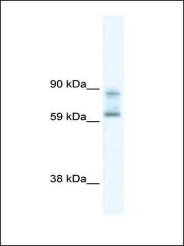 Anti-DDX42 antibody produced in rabbit